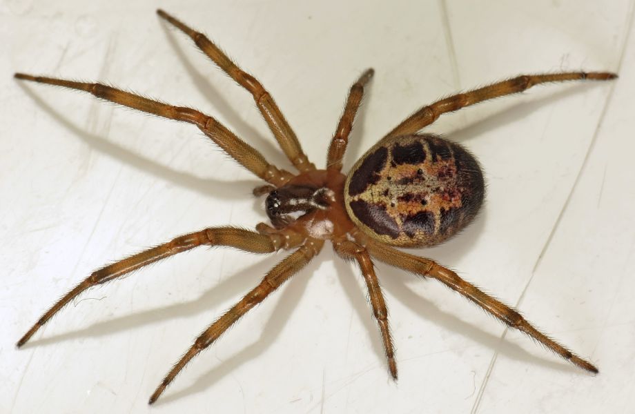 Steatoda nobilis