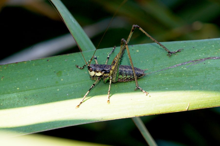 Rhacocleis annulata