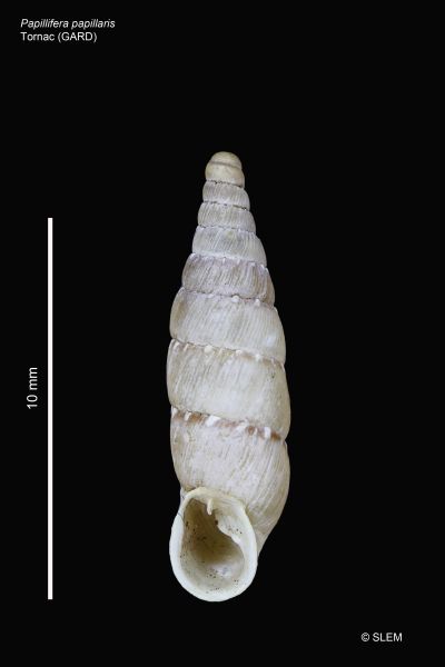 Papillifera papillaris