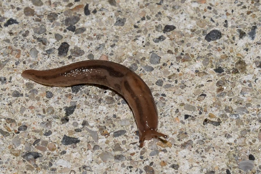 Ambigolimax valentianus