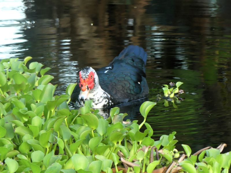 Cairina moschata