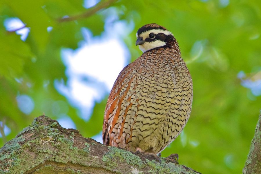 Colinus virginianus