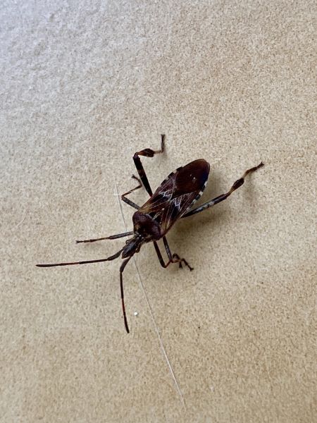 Leptoglossus occidentalis