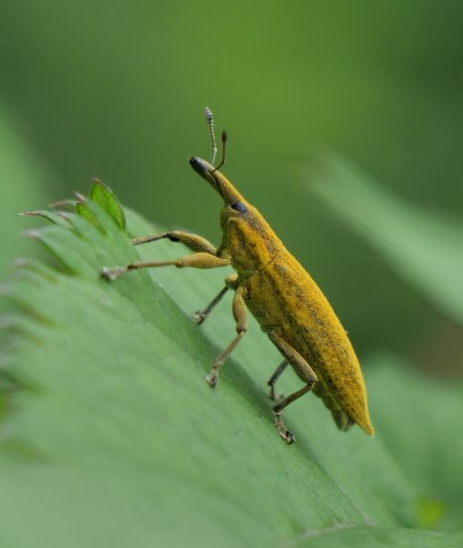 FAUNA - Lixus iridis - Fiche espèce