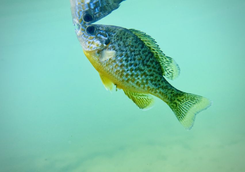 FAUNA - Lepomis gibbosus - Fiche espèce