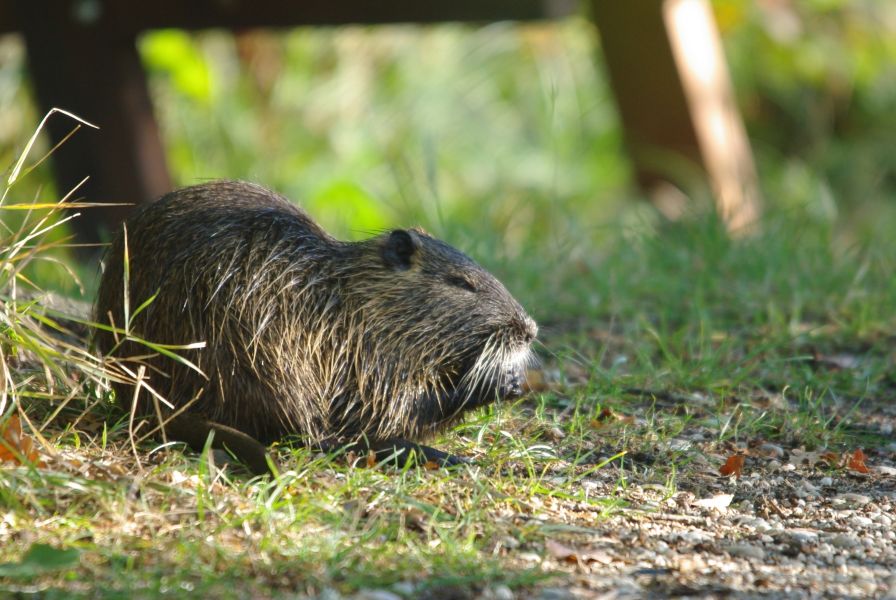 Myocastor coypus