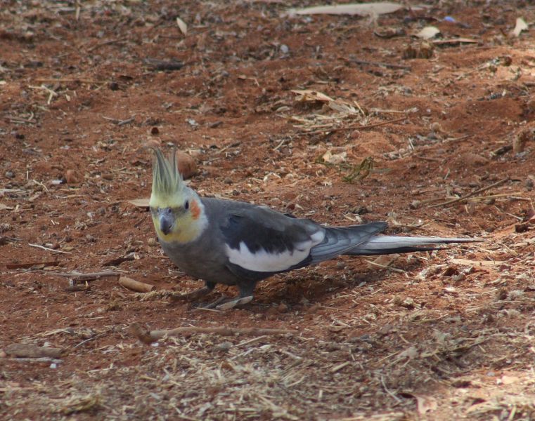 Nymphicus hollandicus