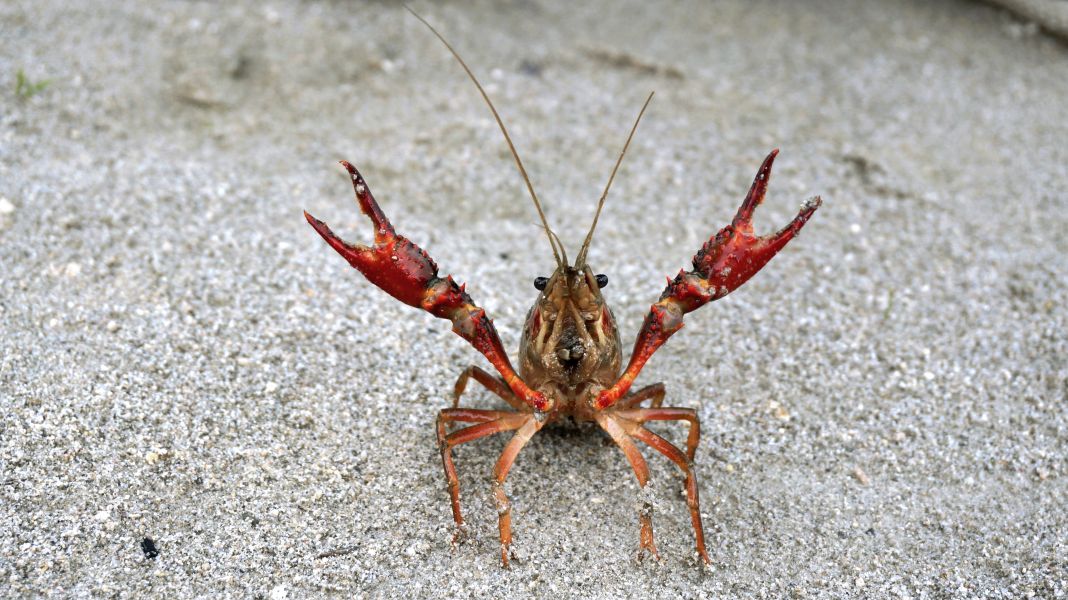 Procambarus clarkii