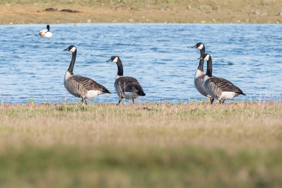 Branta canadensis