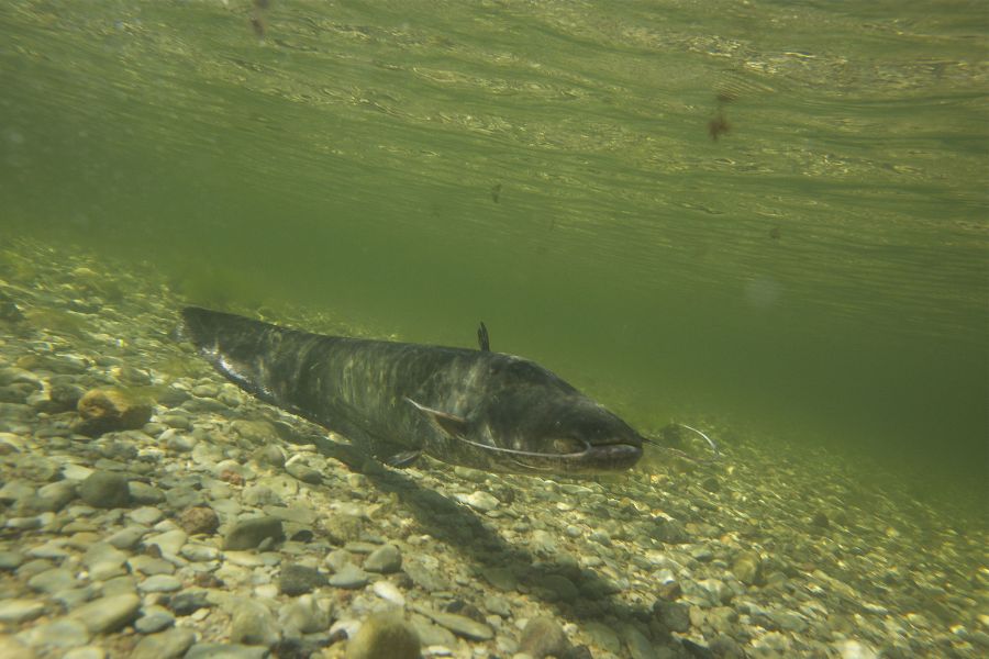 Silurus glanis
