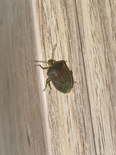Nezara viridula