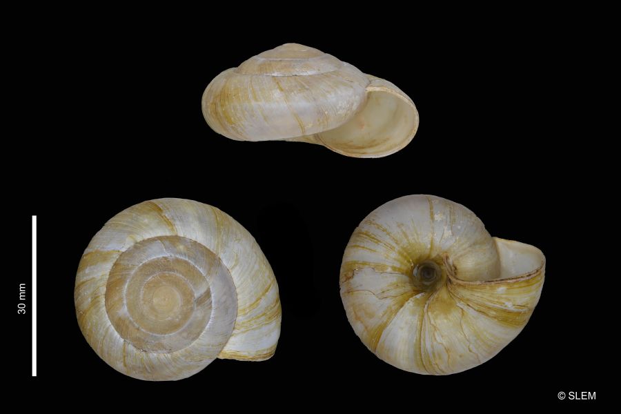 FAUNA - Zonites algirus - Fiche espèce