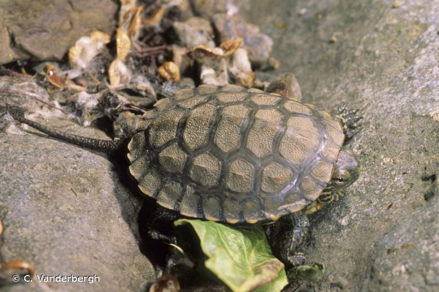 Mauremys leprosa