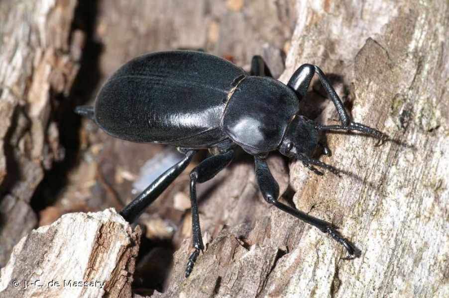 FAUNA - Blaps lusitanica - Fiche espèce