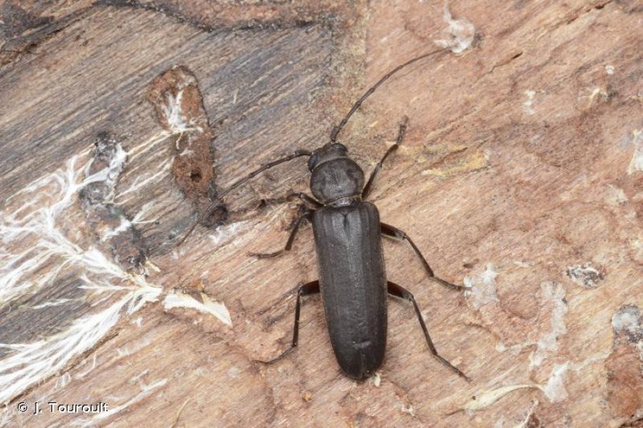 FAUNA - Arhopalus ferus - Fiche espèce