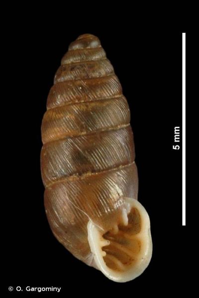 Granaria frumentum