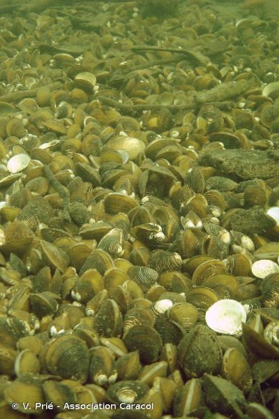 Corbicula fluminea