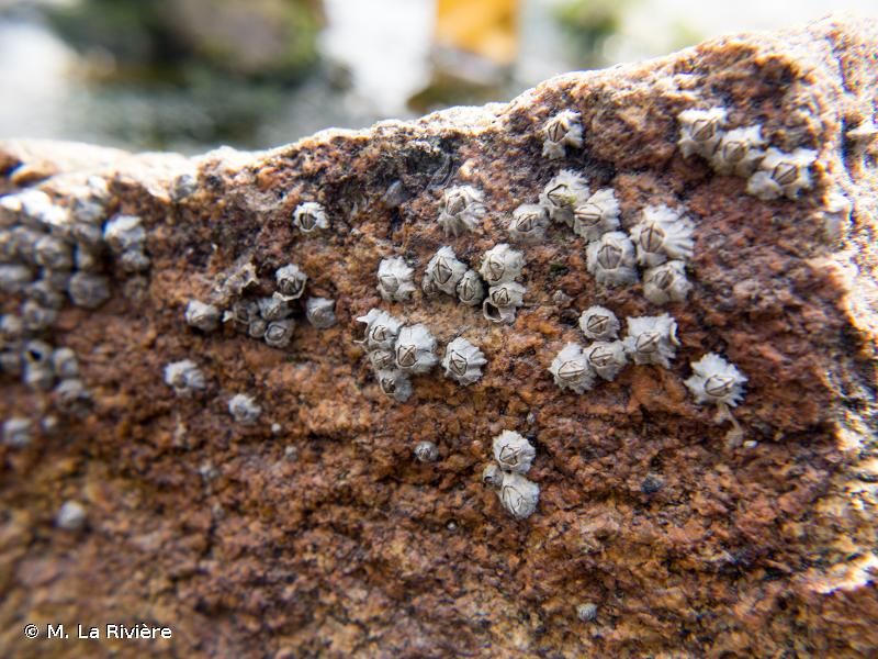 Austrominius modestus