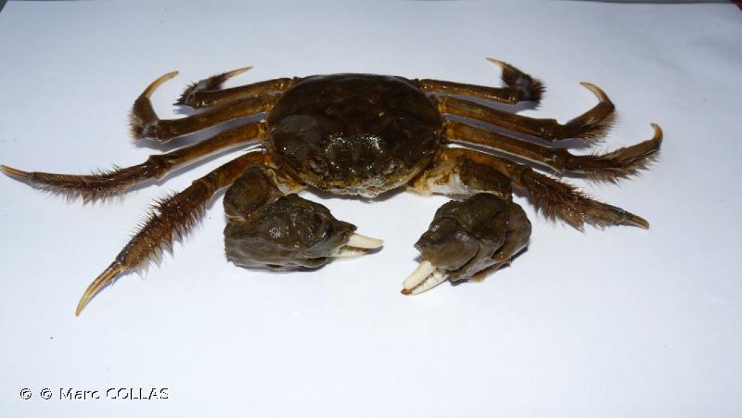 Eriocheir sinensis