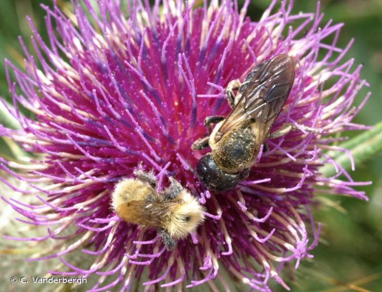 Megachile sculpturalis