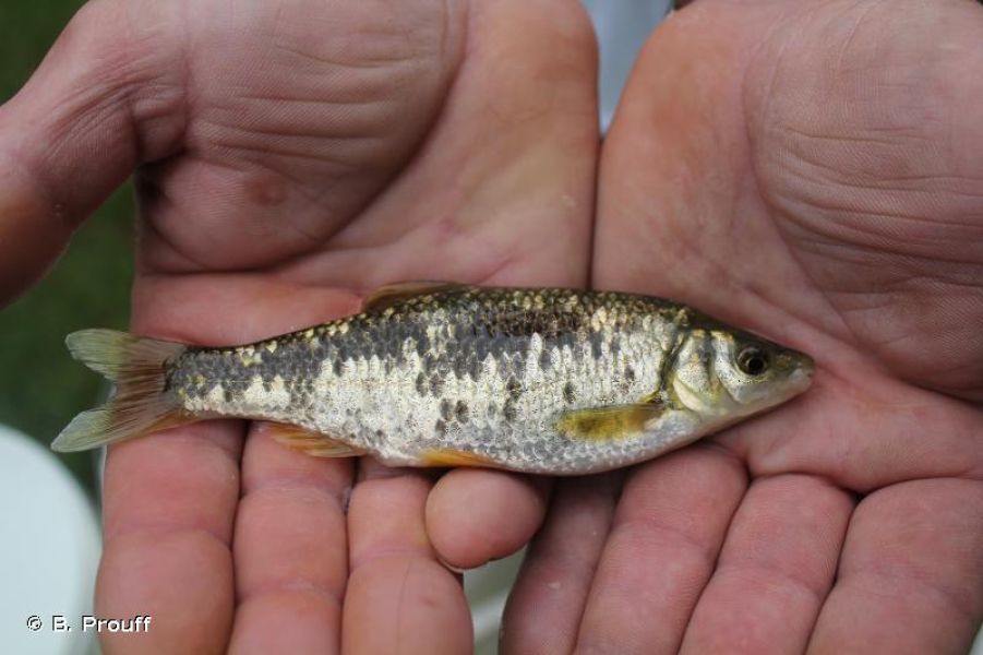 Pachychilon pictum