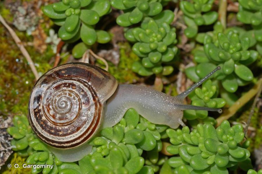 Eobania vermiculata