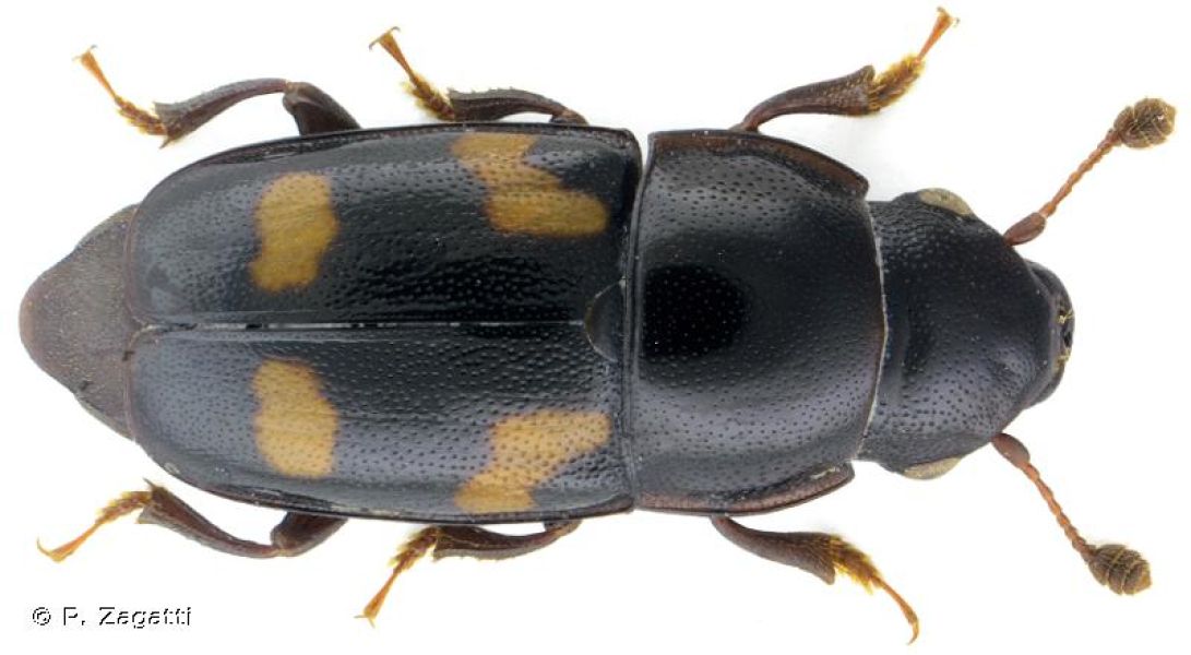 Glischrochilus quadrisignatus