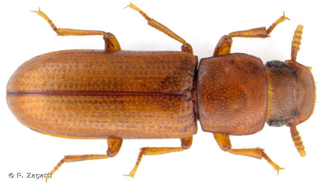 Latheticus oryzae