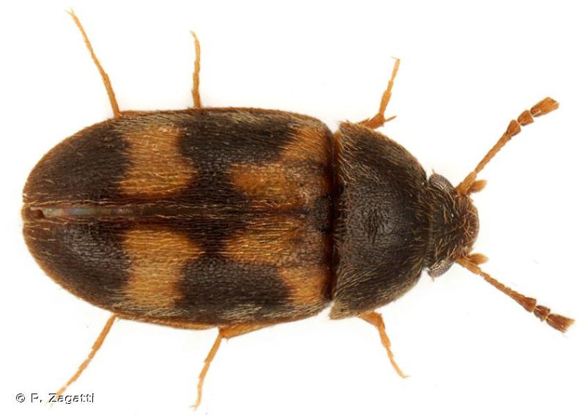 Litargus balteatus