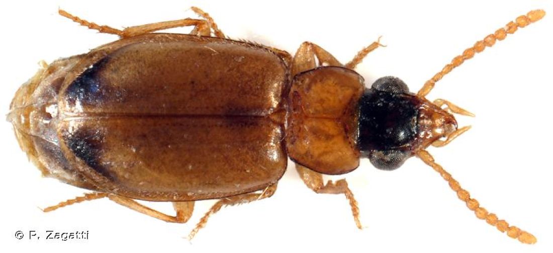 Perigona nigriceps