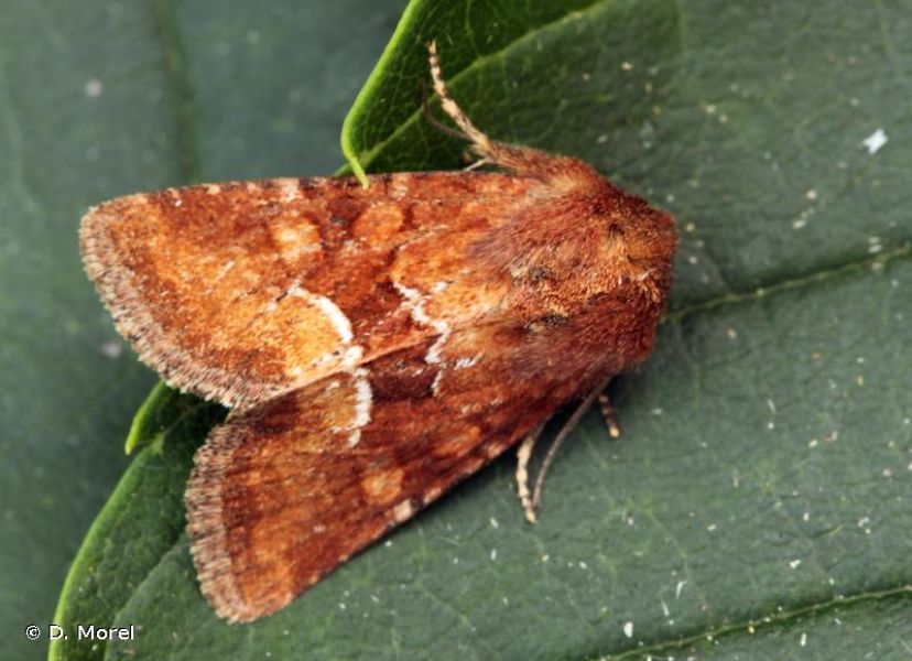 FAUNA Oligia Fasciuncula Fiche Esp ce fauna-oligia-fasciuncula-fiche-esp-ce