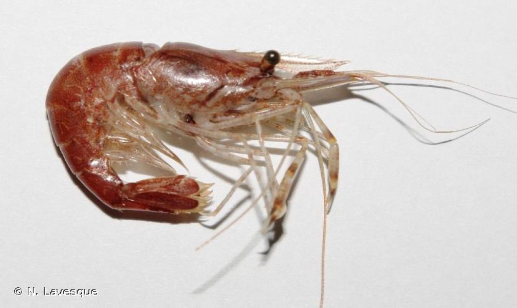 Palaemon macrodactylus