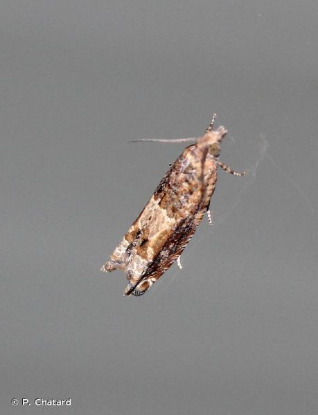 Crocidosema plebejana