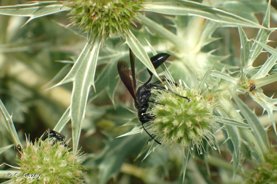 Isodontia mexicana