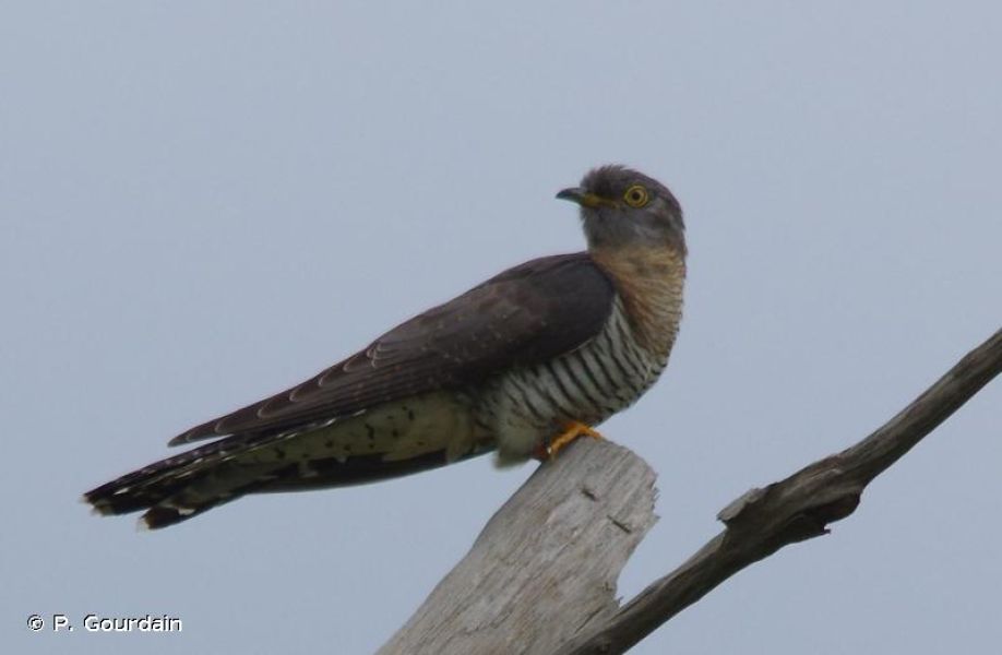FAUNA - Cuculus canorus - Fiche espèce