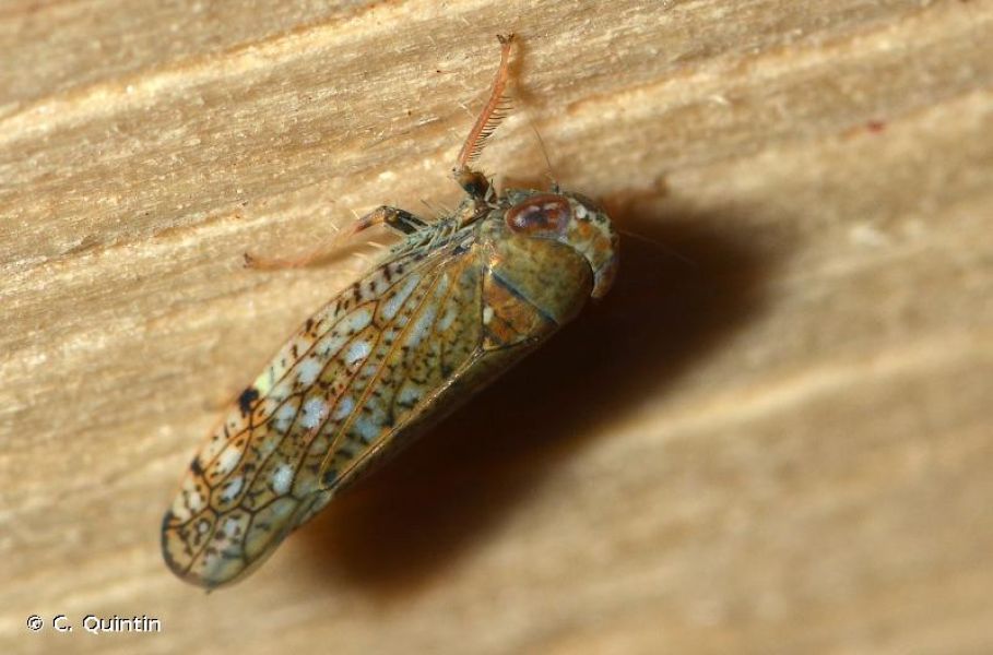 Orientus ishidae