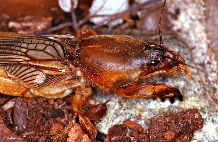 FAUNA - Gryllotalpa gryllotalpa - Fiche espèce