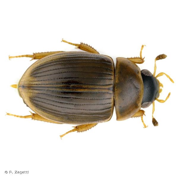 Cercyon laminatus