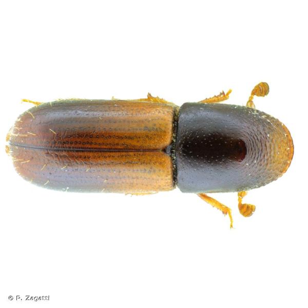 Gnathotrichus materiarius