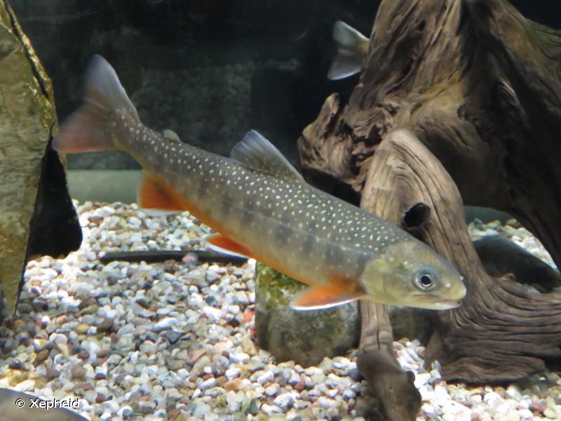 Salvelinus alpinus