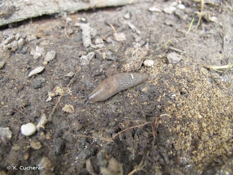 Deroceras invadens