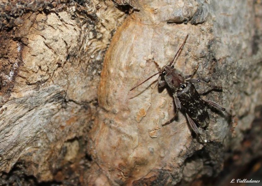 Xylotrechus stebbingi