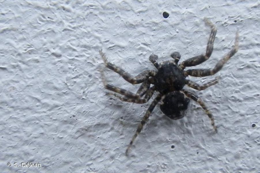 Bassaniana versicolor