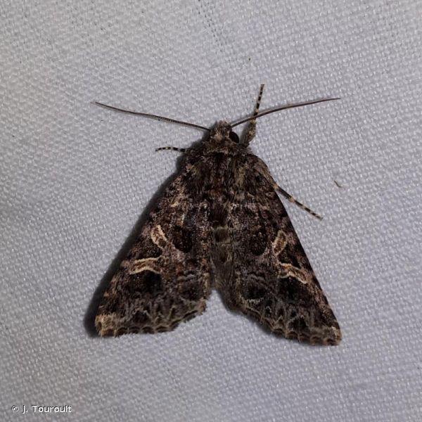 FAUNA - Sideridis rivularis - Fiche espèce