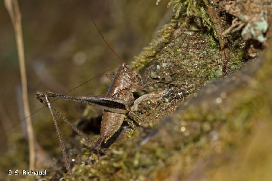 Rhacocleis poneli
