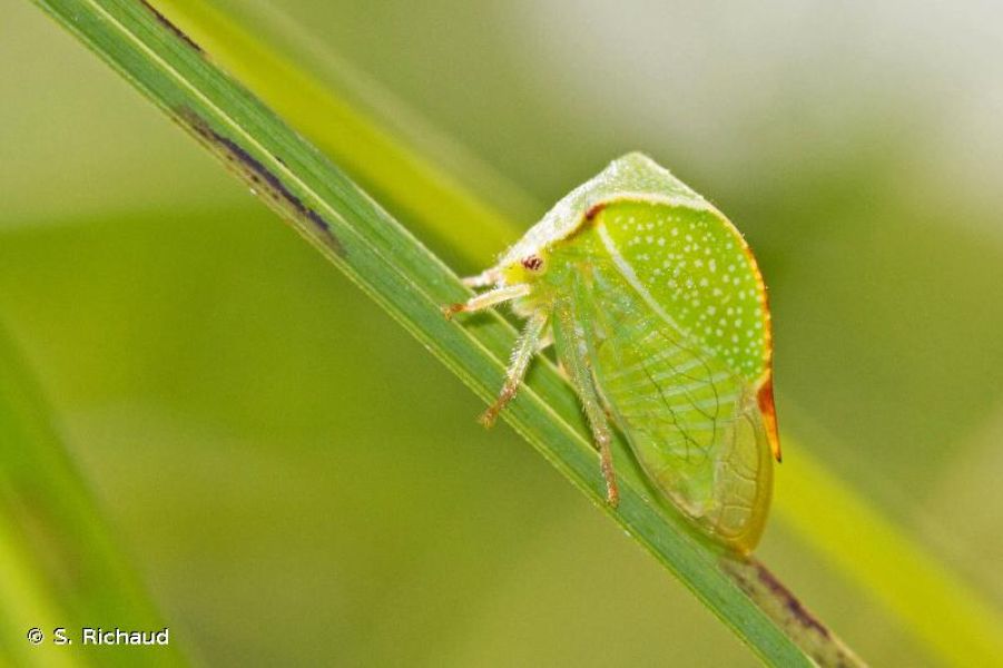 Stictocephala alta