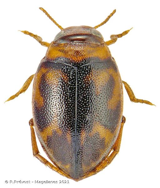 Haplotrinchus Inaequalis FAUNA - Hygrotus inaequalis - Fiche espèce