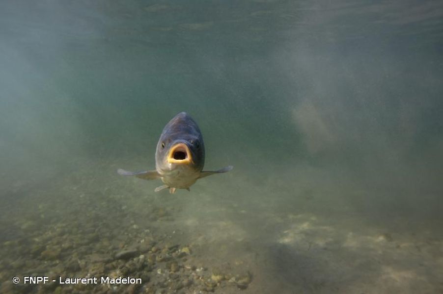 Cyprinus carpio
