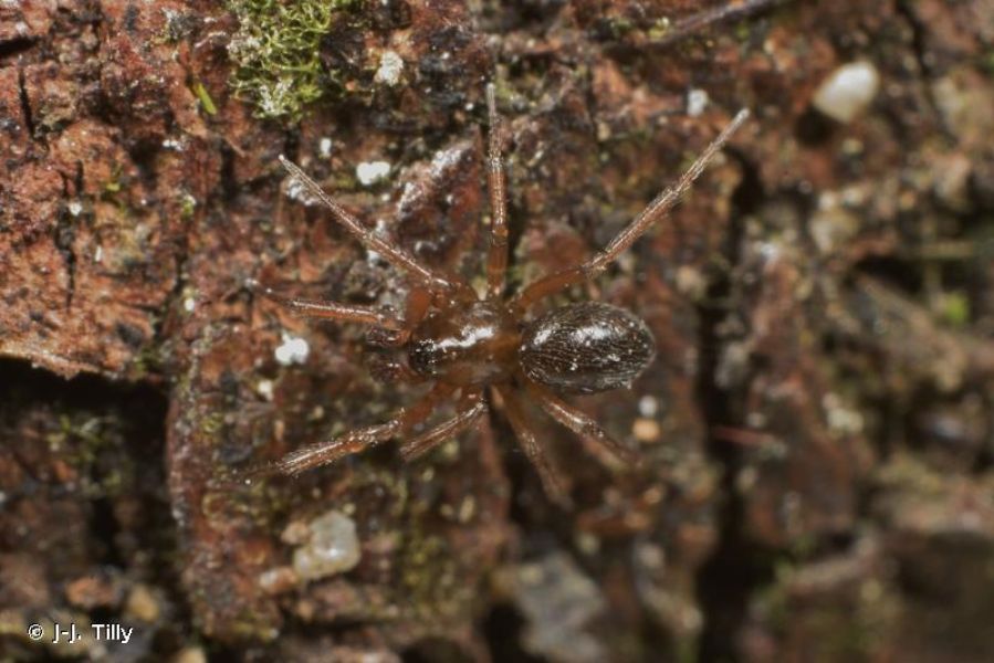 Mermessus trilobatus