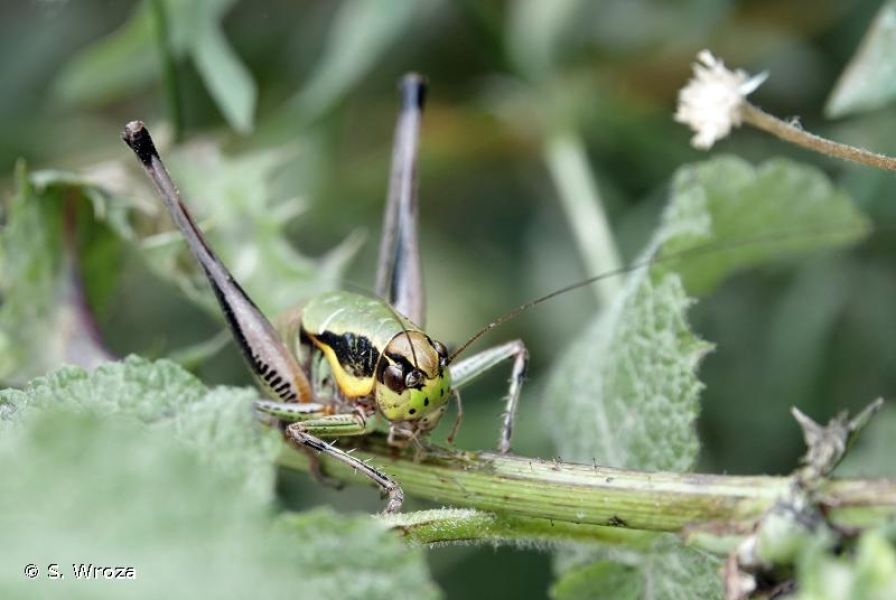 Eupholidoptera tyrrhenica